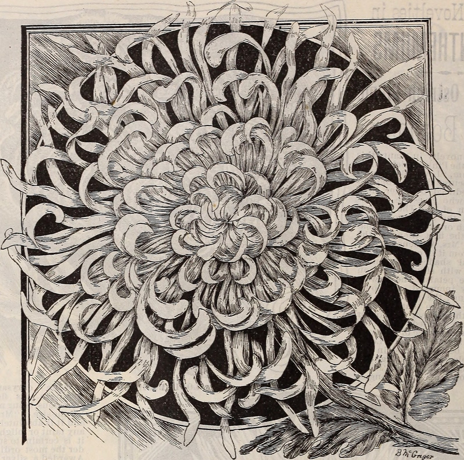 Chrysanthemums Drawing at GetDrawings Free download