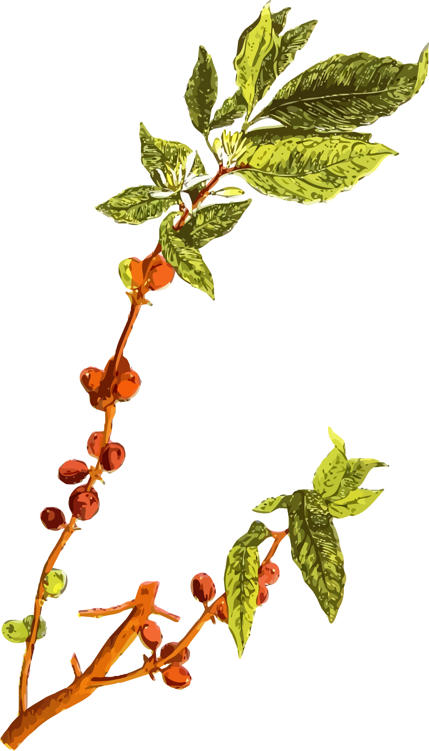 Coffee Plant Drawing at GetDrawings Free download