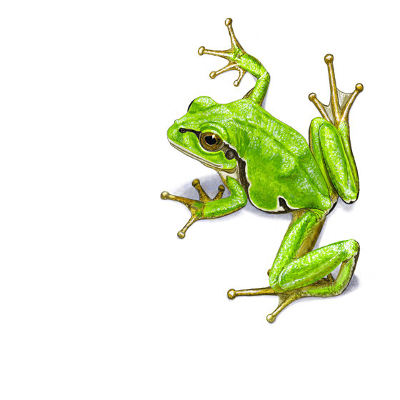 Coqui Frog Drawing at GetDrawings Free download