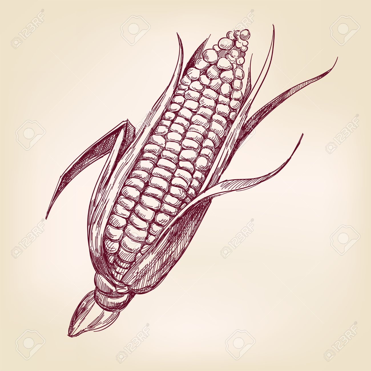 Corn Cob Drawing at GetDrawings Free download