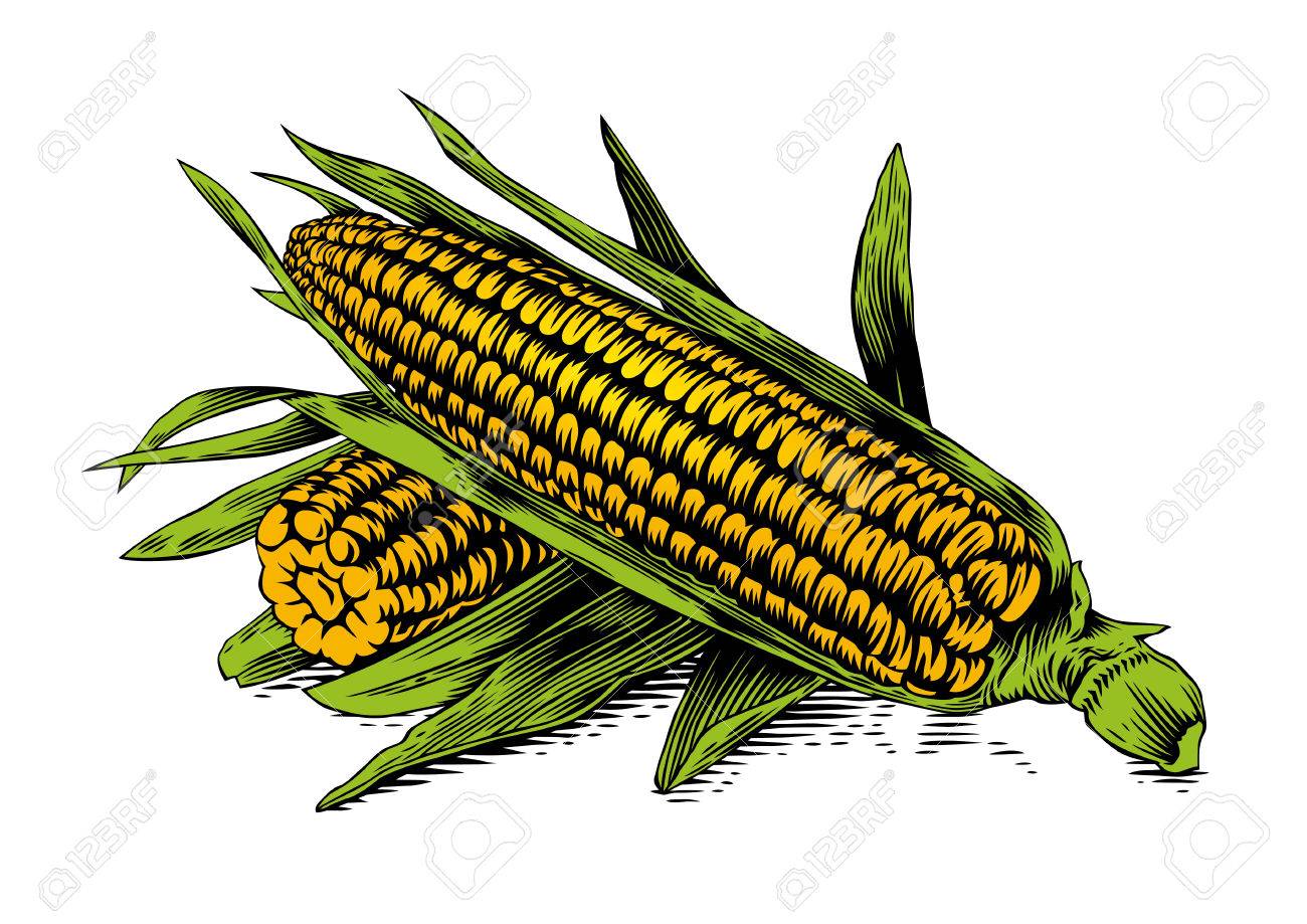 Corn Cob Drawing at GetDrawings Free download