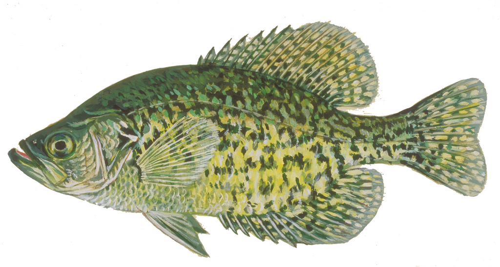 Crappie Drawing at GetDrawings Free download