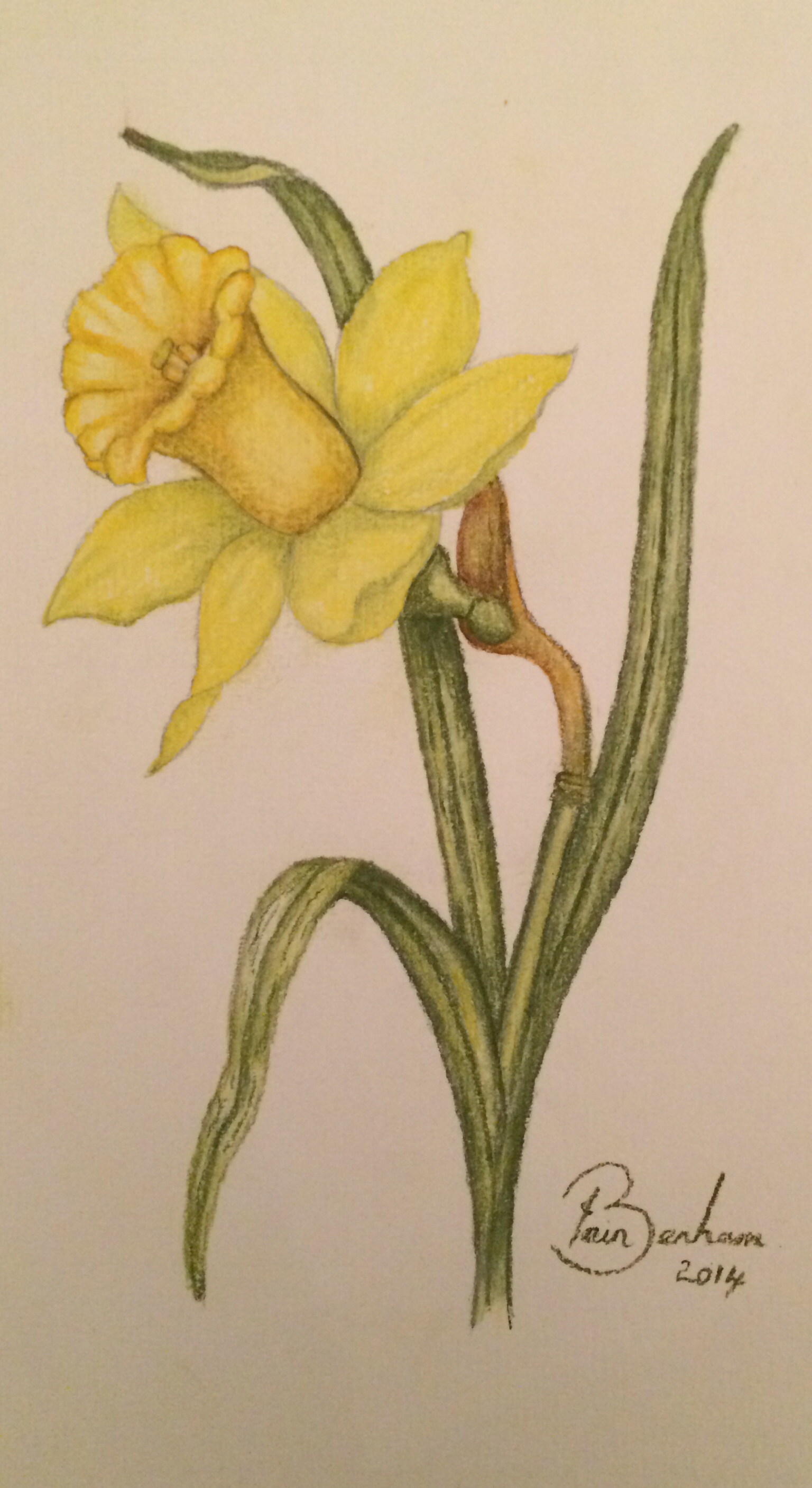 Daffodil Drawing at GetDrawings Free download