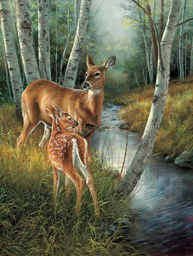 Deer Drinking Water Drawing at GetDrawings Free download