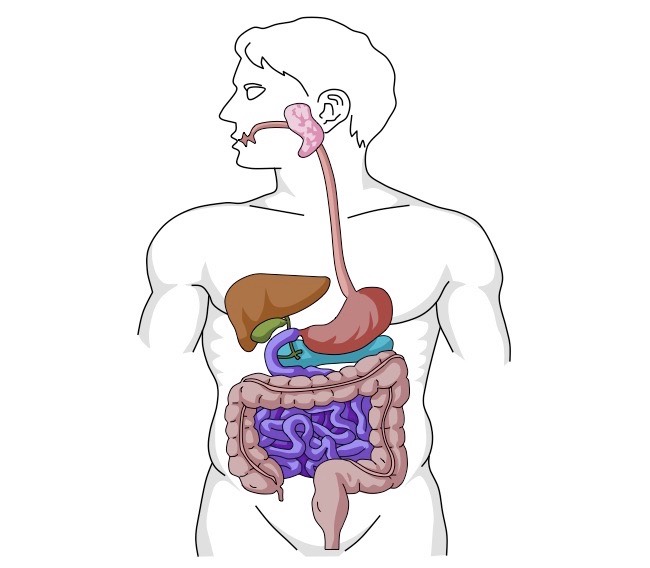 Digestive System Drawing at GetDrawings | Free download