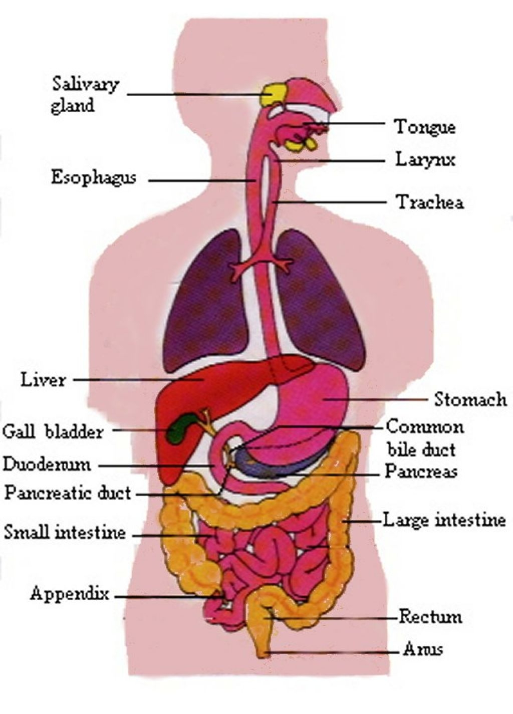 Digestive System Drawing at GetDrawings | Free download
