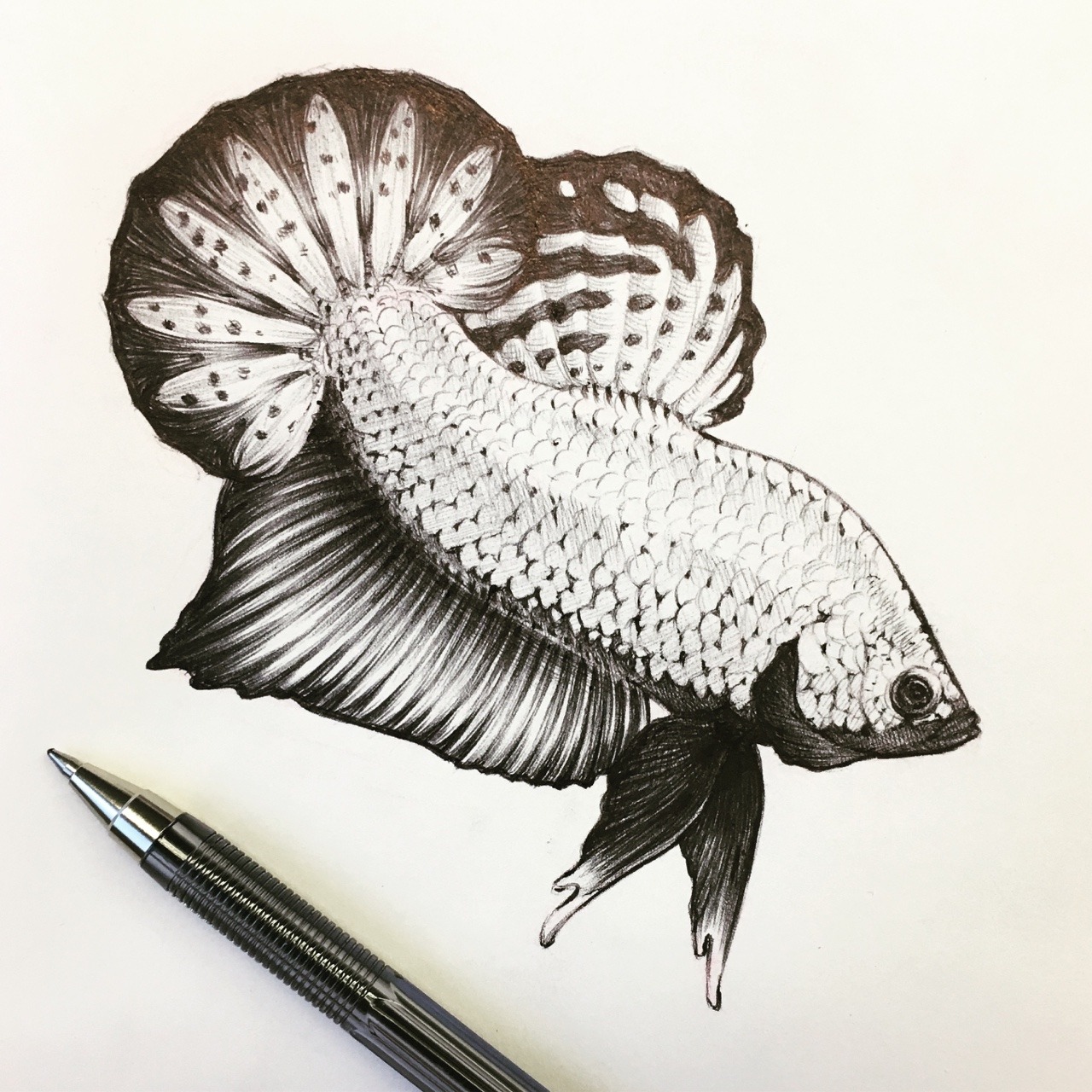 Dragon Fish Drawing at GetDrawings Free download