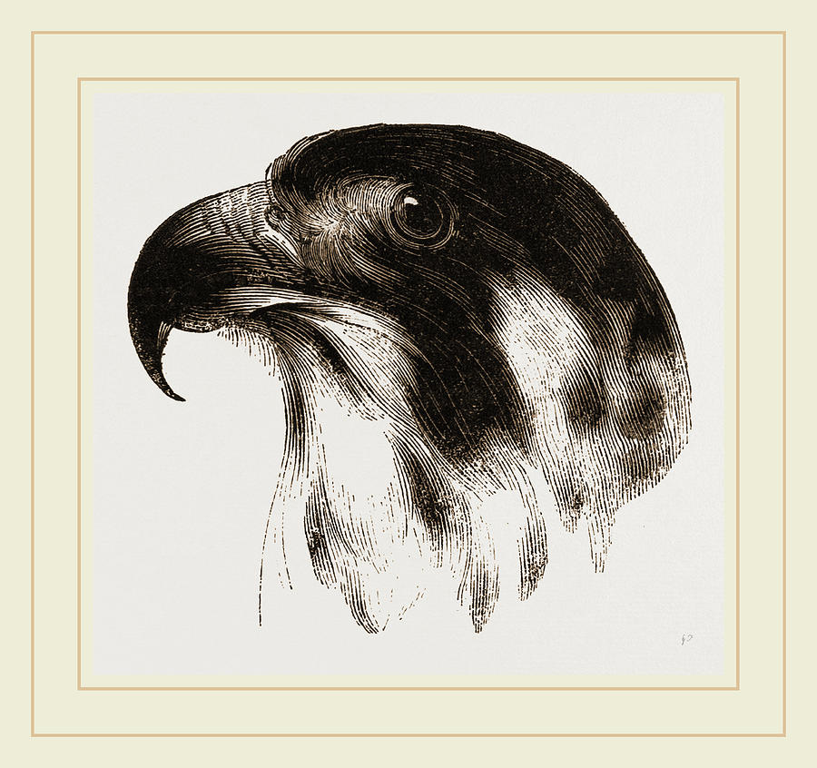 Falcon Head Drawing at GetDrawings Free download