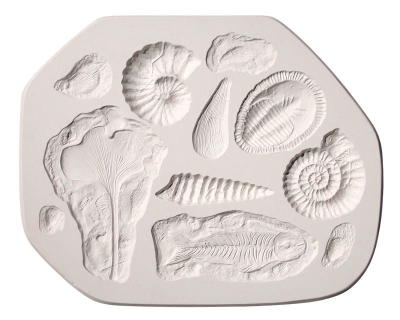 Fossil Drawing at GetDrawings Free download