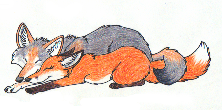 Fox And Wolf Drawing at GetDrawings Free download