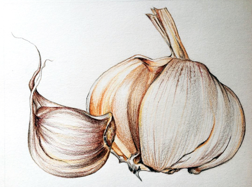 Garlic Drawing at GetDrawings Free download