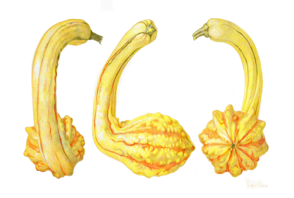 Gourd Drawing at GetDrawings Free download