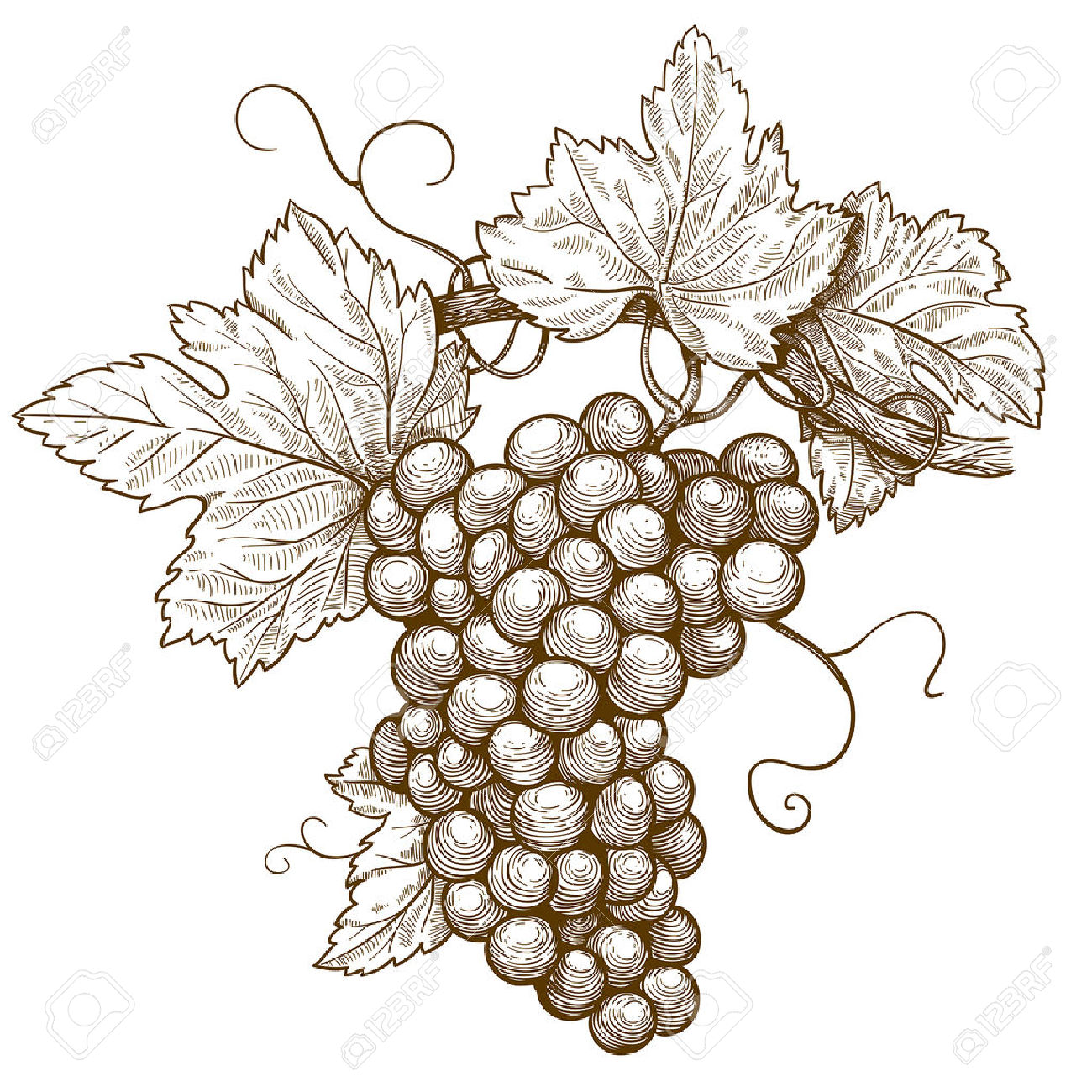 Grape Leaf Drawing at GetDrawings Free download