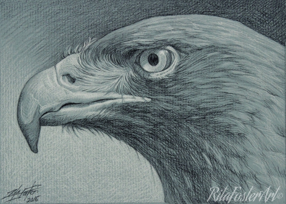 Hawk Head Drawing at GetDrawings Free download