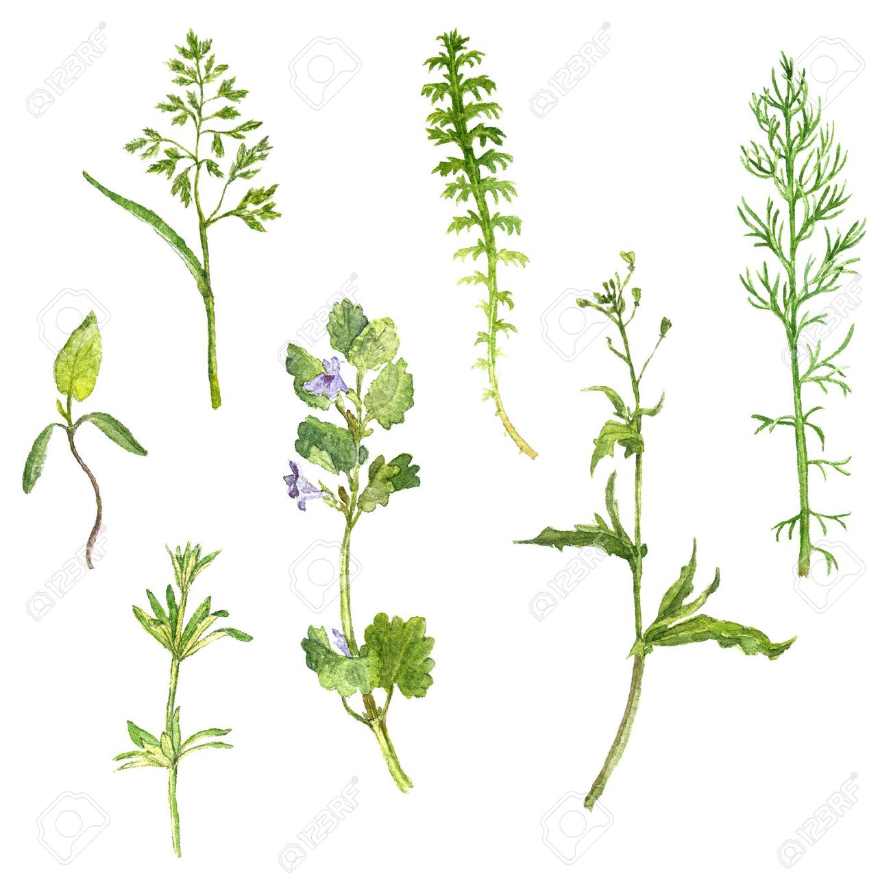 Herb Drawing at GetDrawings Free download
