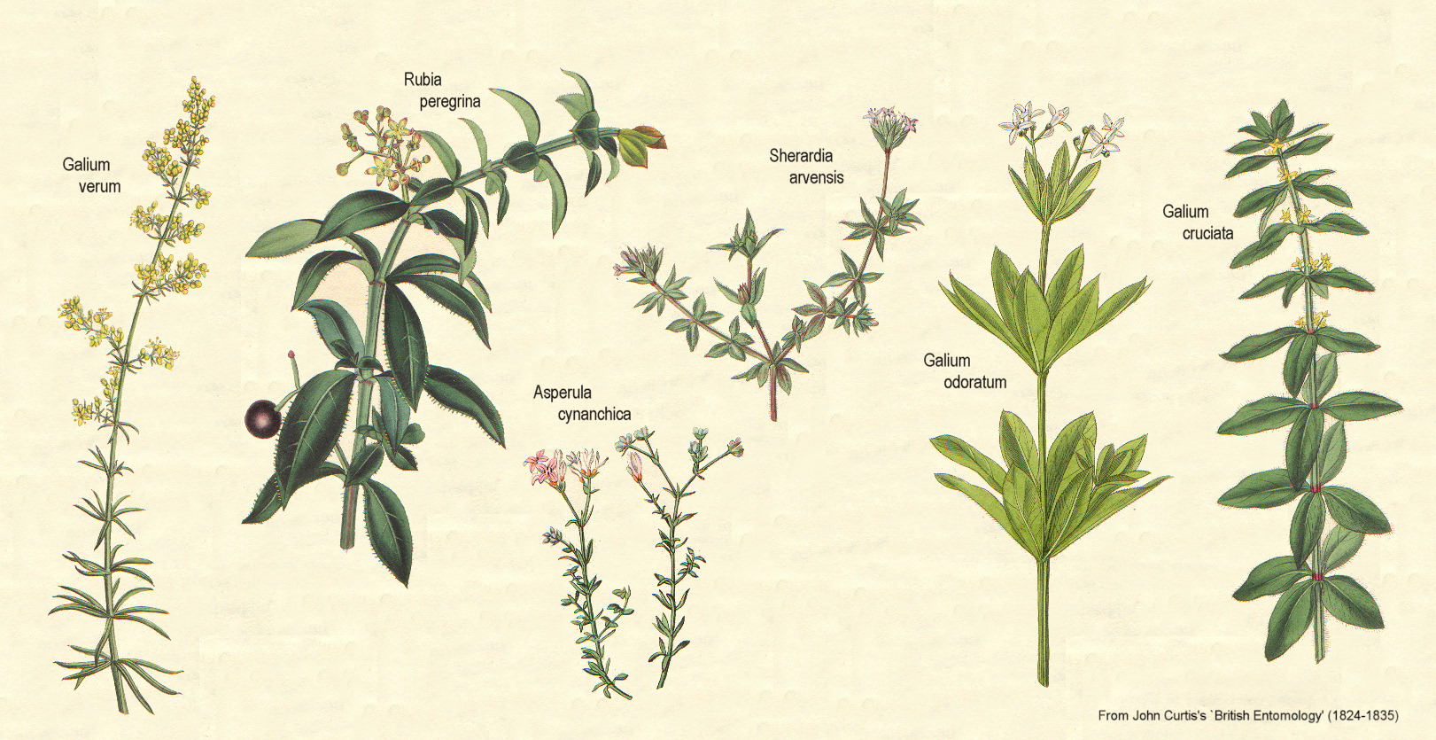 Herb Drawing at GetDrawings Free download