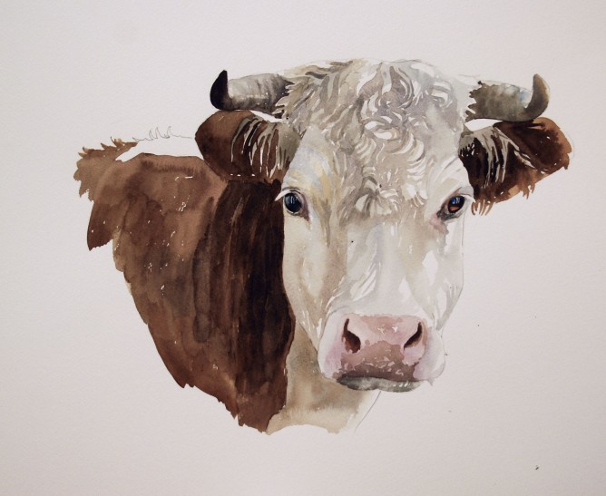 Hereford Drawing at GetDrawings Free download