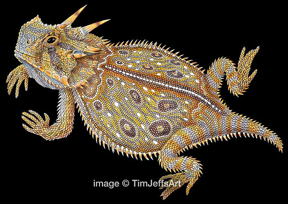 Horned Lizard Drawing at GetDrawings Free download