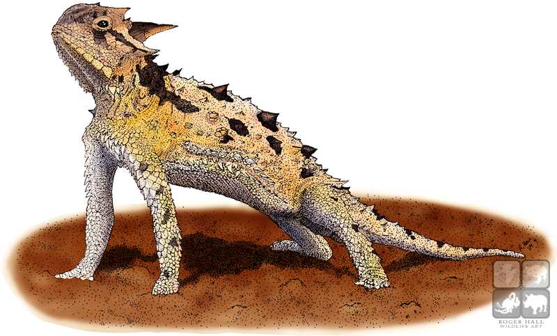 Horned Lizard Drawing at GetDrawings Free download