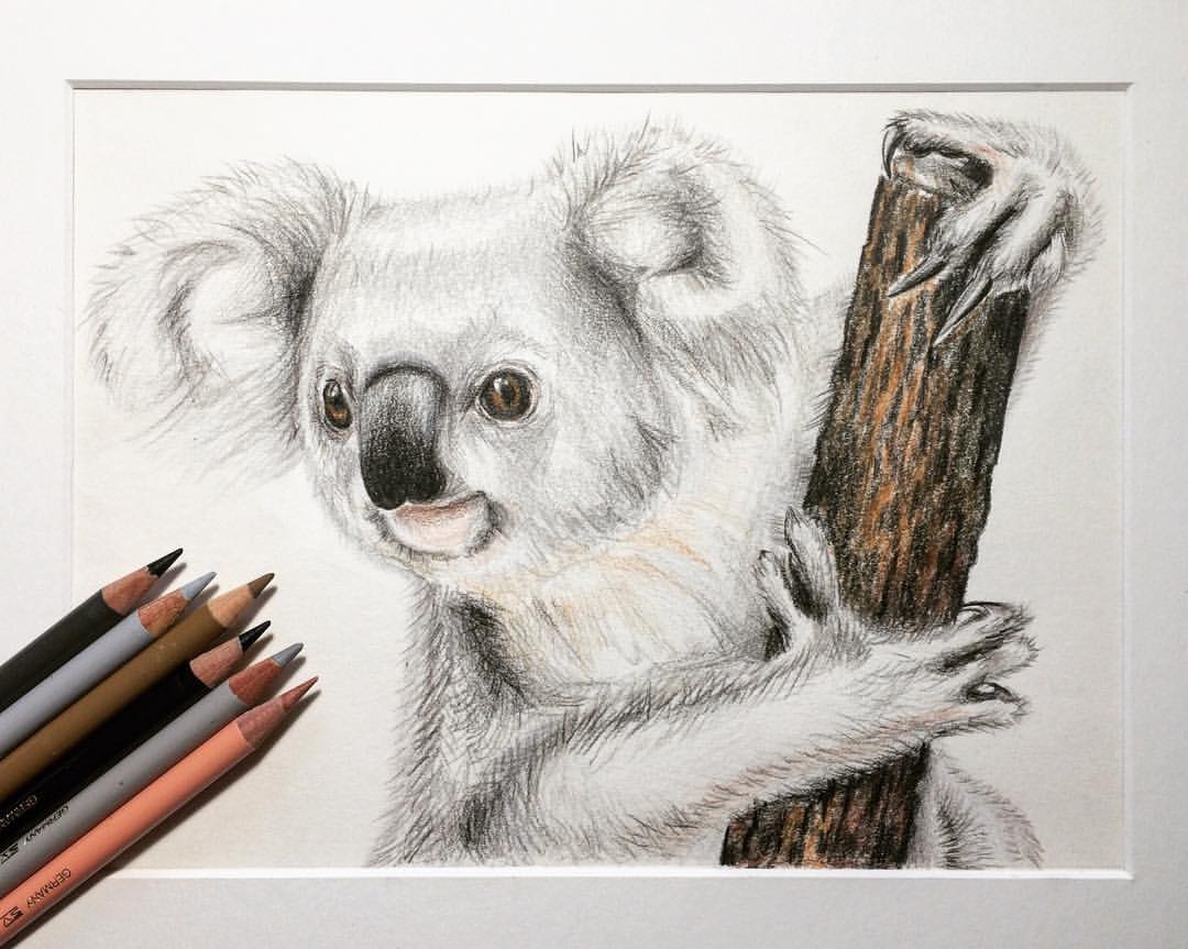Koala Drawing at GetDrawings Free download