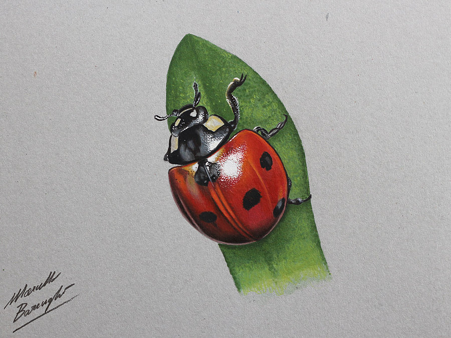 Ladybug Para Colorear Dibujos Animados 2019
