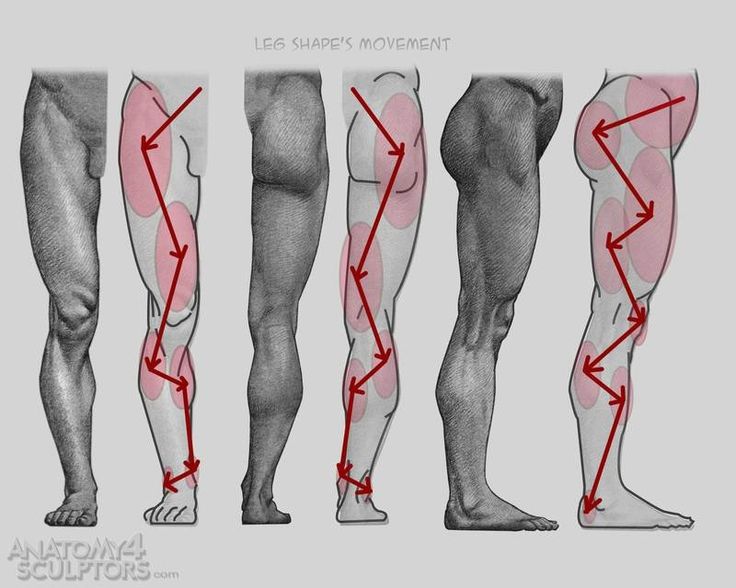 Leg Anatomy Drawing at GetDrawings Free download