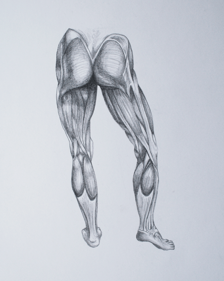 Leg Muscle Drawing at GetDrawings Free download