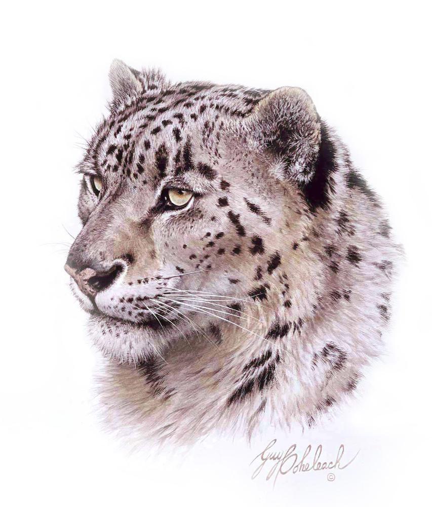 Leopard Head Drawing at GetDrawings Free download