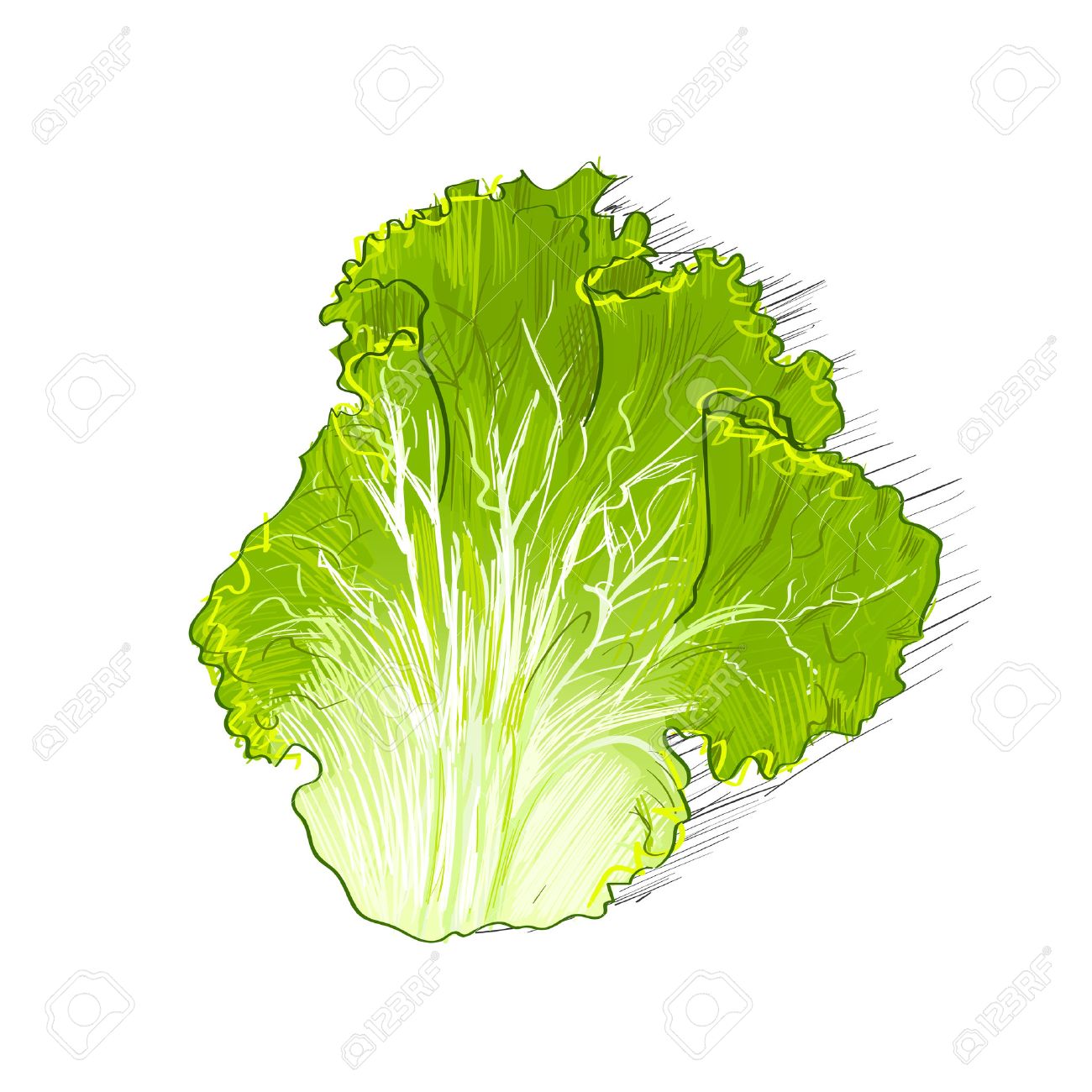 Lettuce Leaf Drawing at GetDrawings Free download
