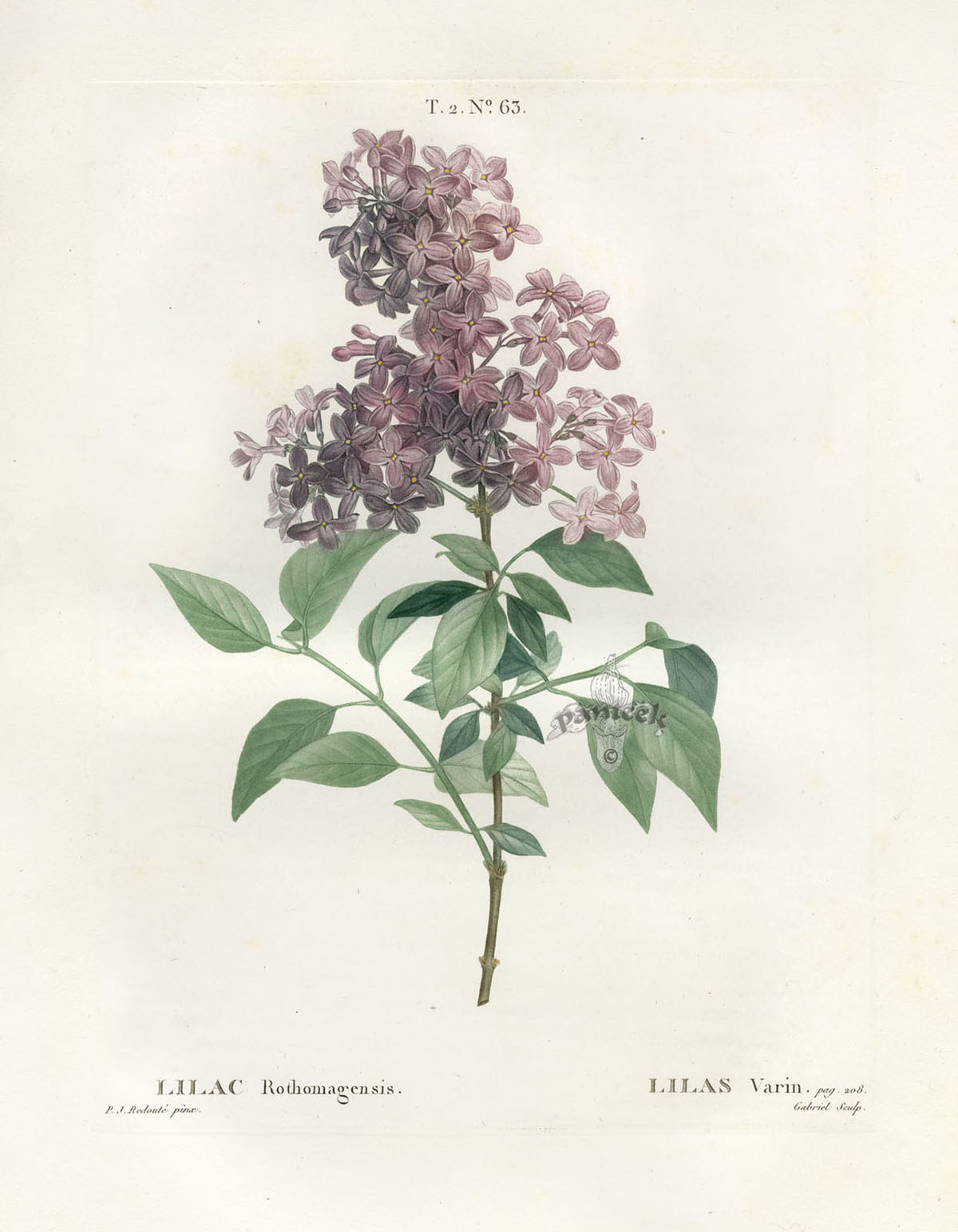 Lilac Botanical Drawing at GetDrawings Free download