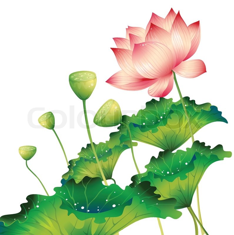 Lotus Leaf Drawing at GetDrawings Free download