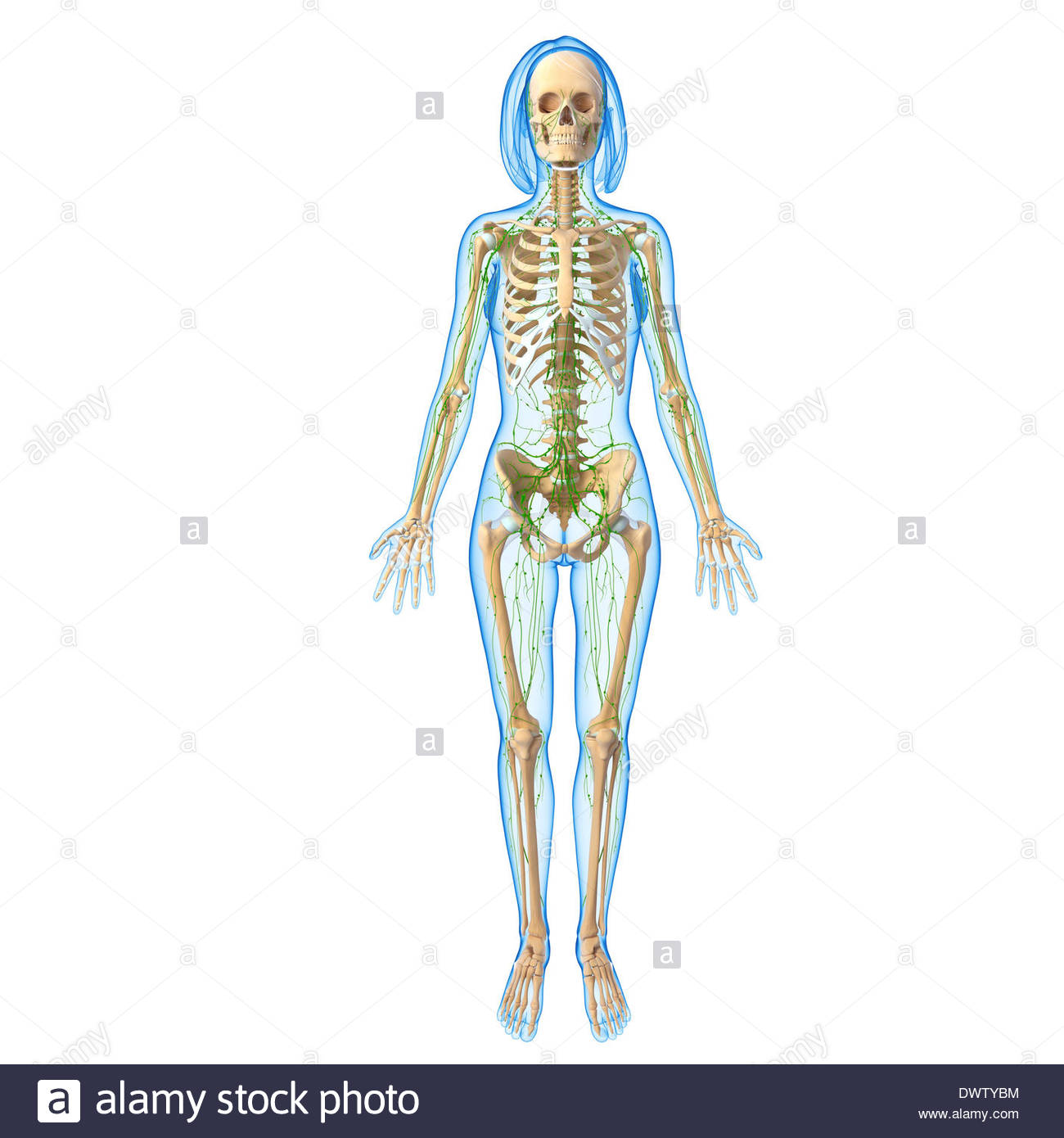 Lymphatic System Drawing at GetDrawings | Free download