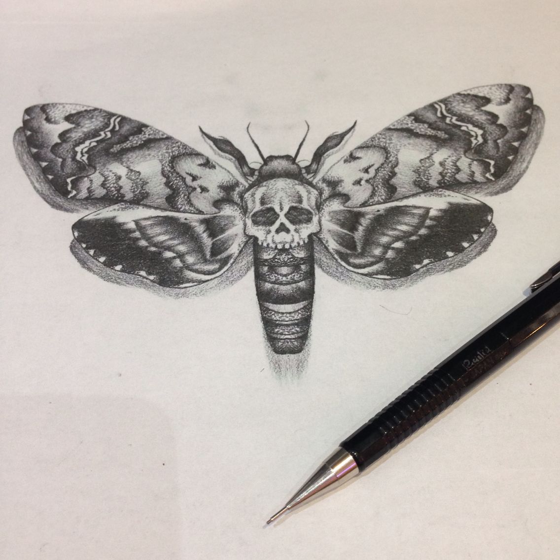 Moth Drawing at GetDrawings Free download
