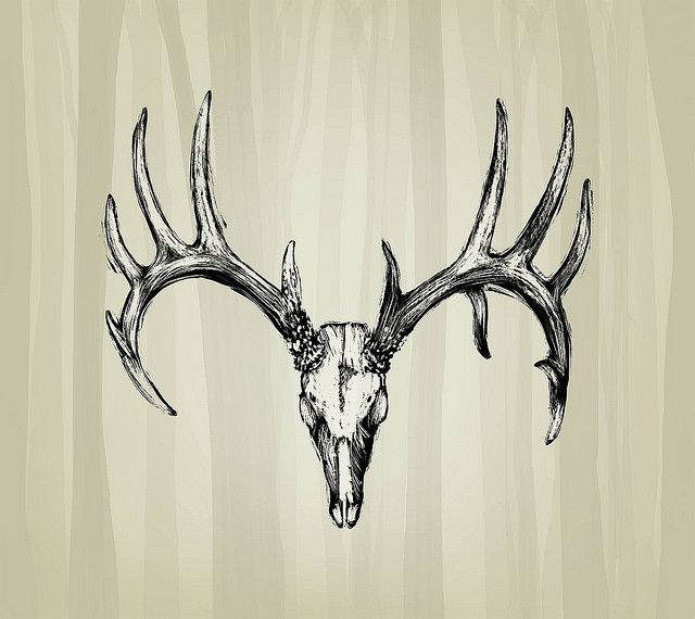 Mule Deer Skull Drawing at GetDrawings Free download