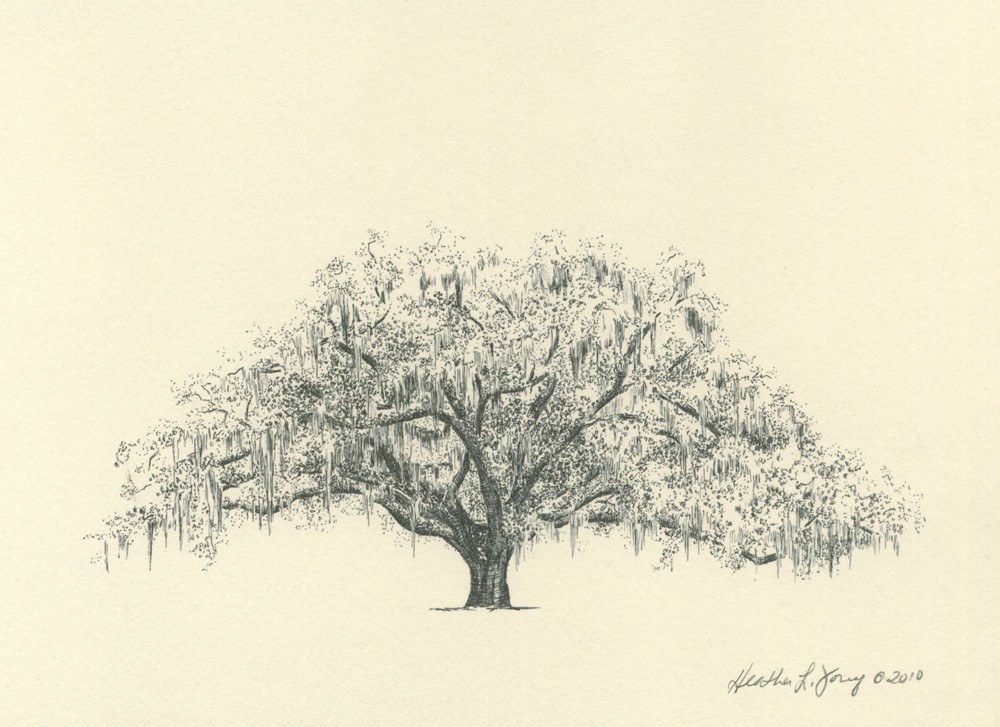 Oak Trees Drawing at GetDrawings Free download