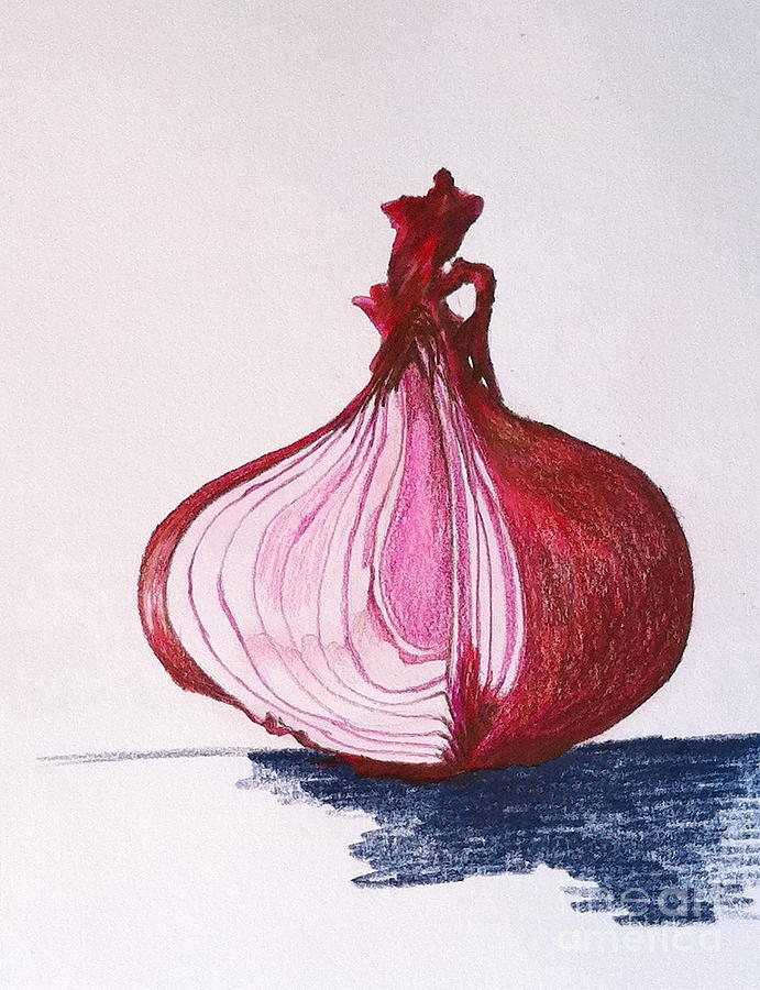 Onion Drawing at GetDrawings Free download