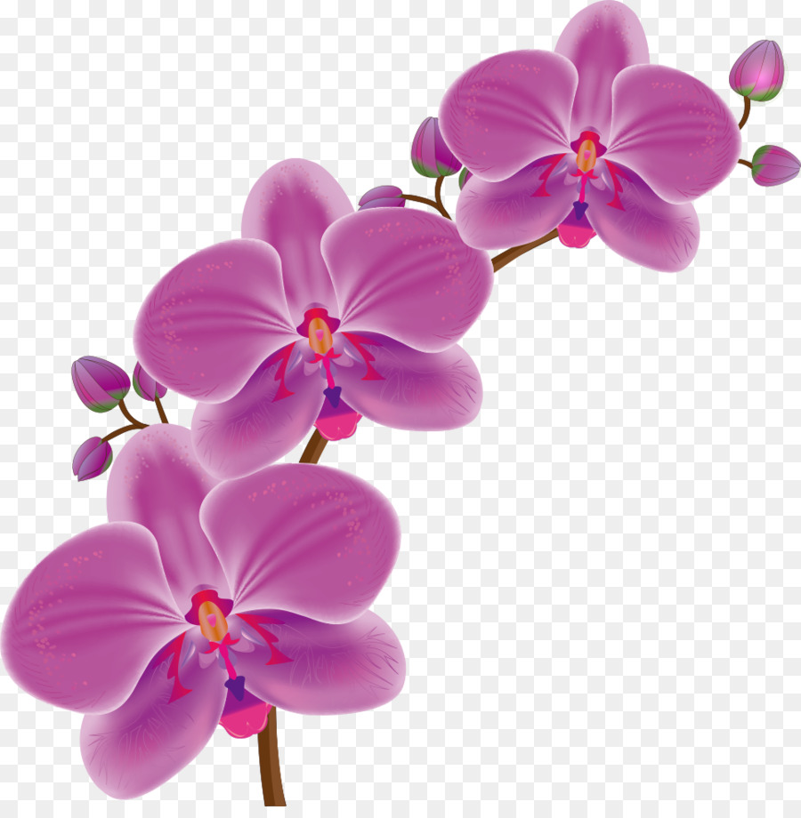 Orchids Drawing at GetDrawings Free download