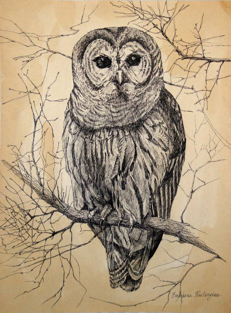 Owl Drawing at GetDrawings Free download