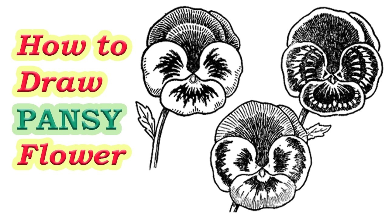 Pansy Drawing at GetDrawings Free download