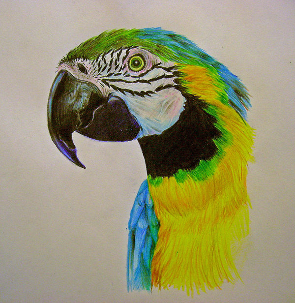 Parrot Drawing Images at GetDrawings Free download
