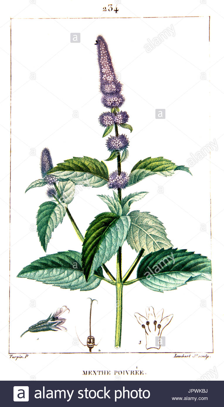 Peppermint Drawing at GetDrawings Free download