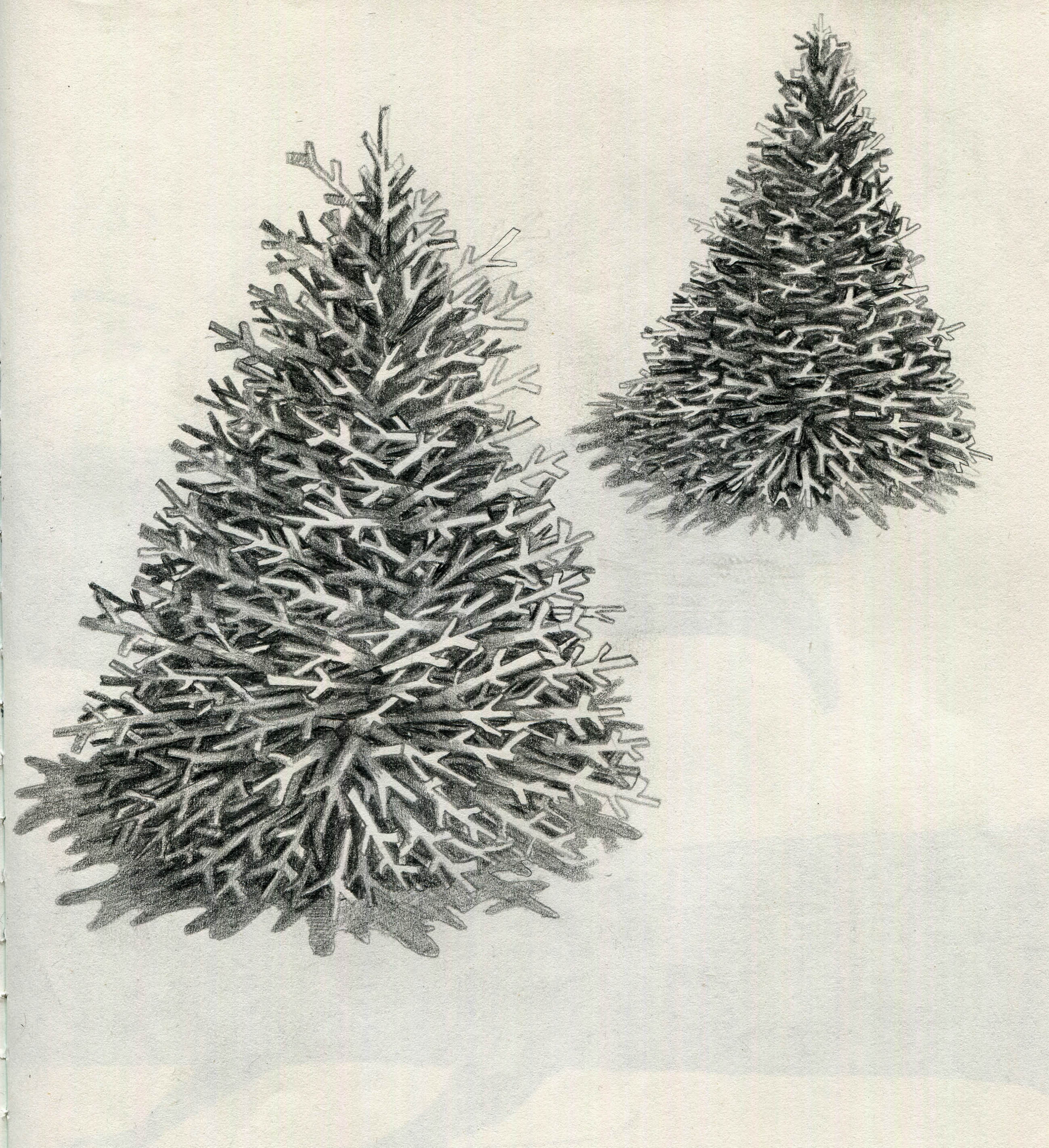 The best free Fir drawing images. Download from 191 free drawings of