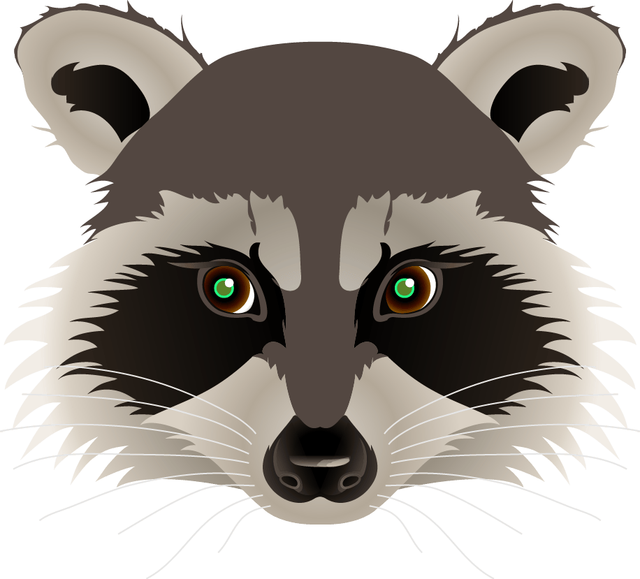Raccoon Face Drawing at GetDrawings Free download