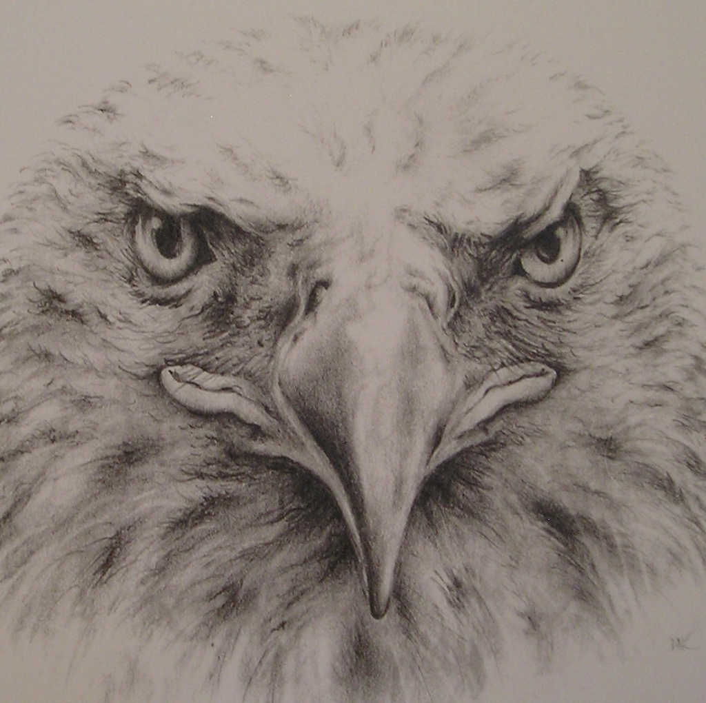 Realistic Eagle Drawing at GetDrawings Free download