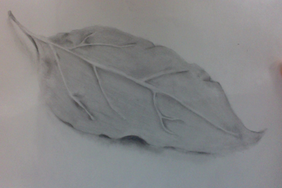 Realistic Leaf Drawing at GetDrawings Free download