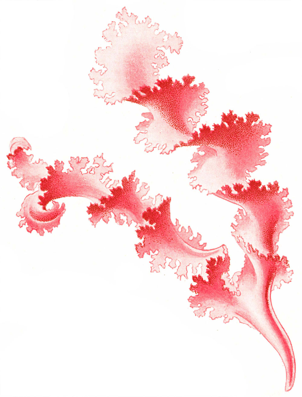 Red Algae Drawing at Free for personal