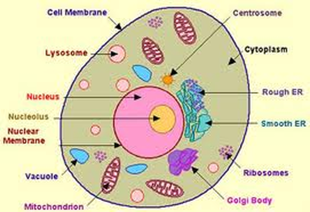 Red Blood Cells Drawing at GetDrawings Free download