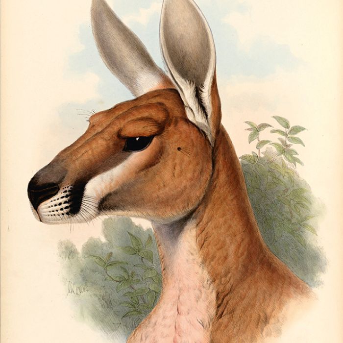 Red Kangaroo Drawing at GetDrawings Free download
