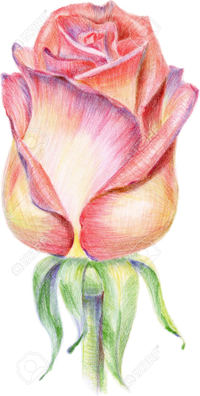 Rosebud Drawing at GetDrawings Free download