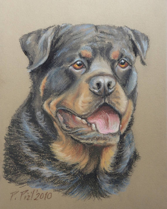 Rottweiler Drawing at GetDrawings Free download